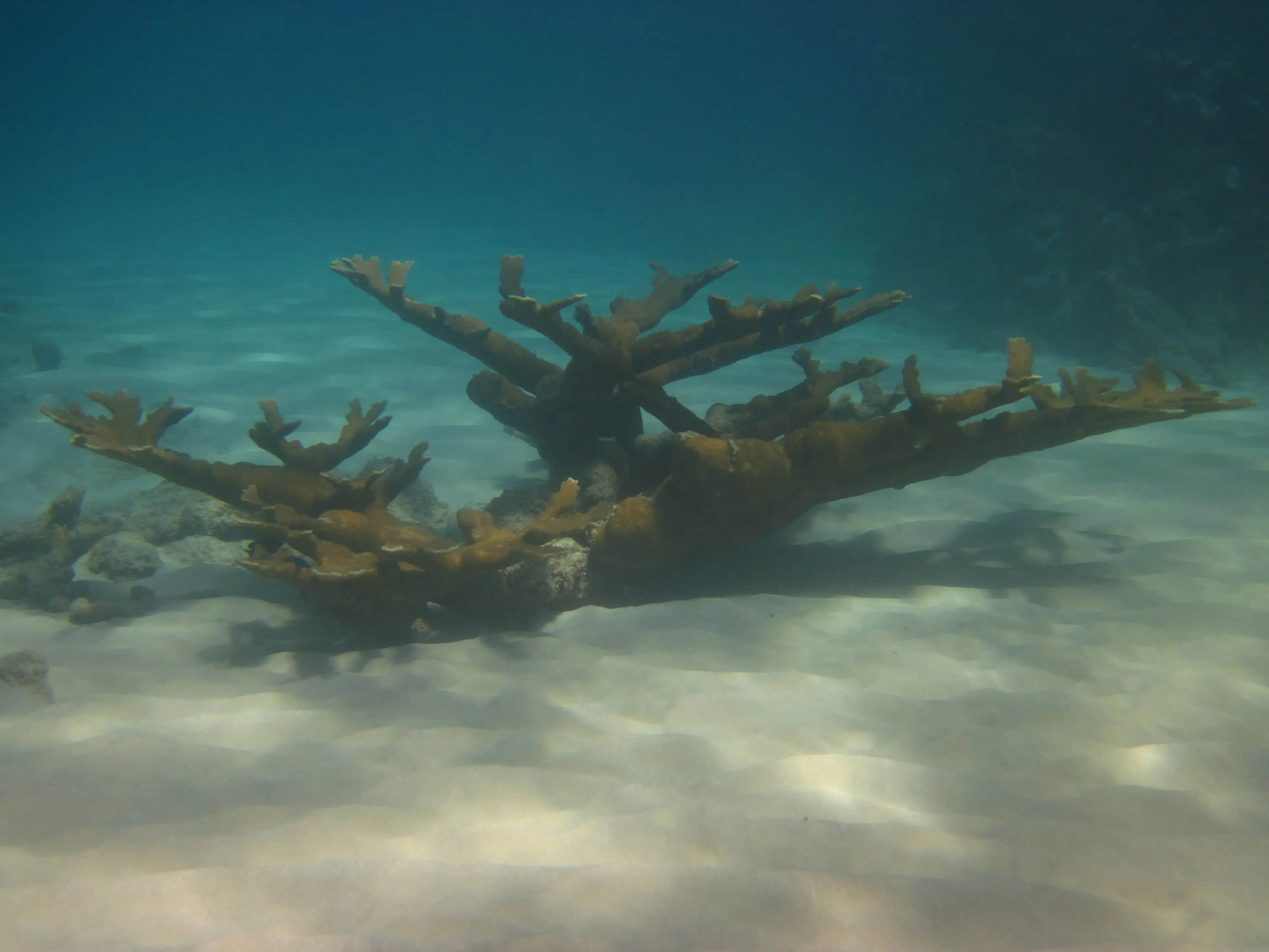 Elkhorn coral formation on the Sosúa reef, a popular scuba and snorkelling site