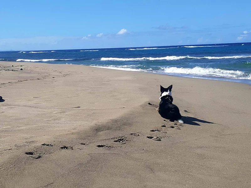 Dog watching the waves on a north coast beach
