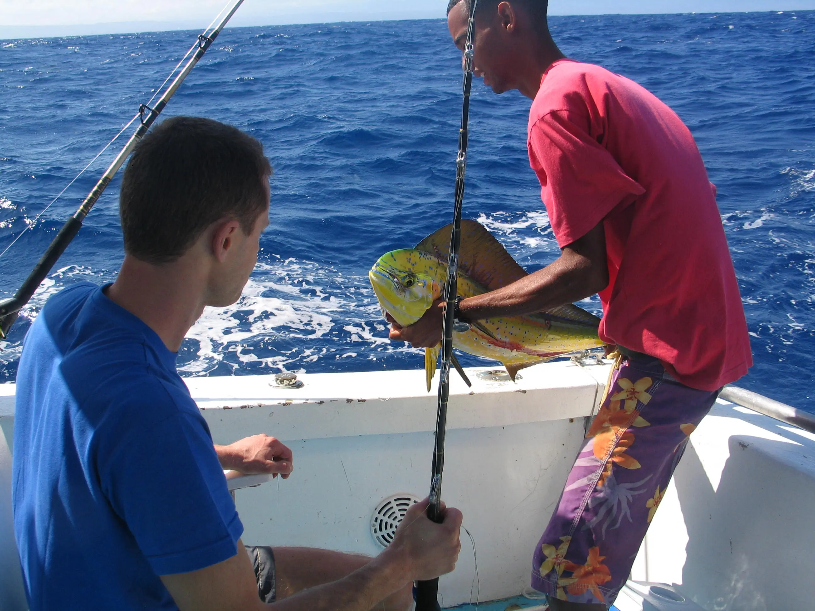 Mahi-mahi being landed on a fishing charter off Sosúa
