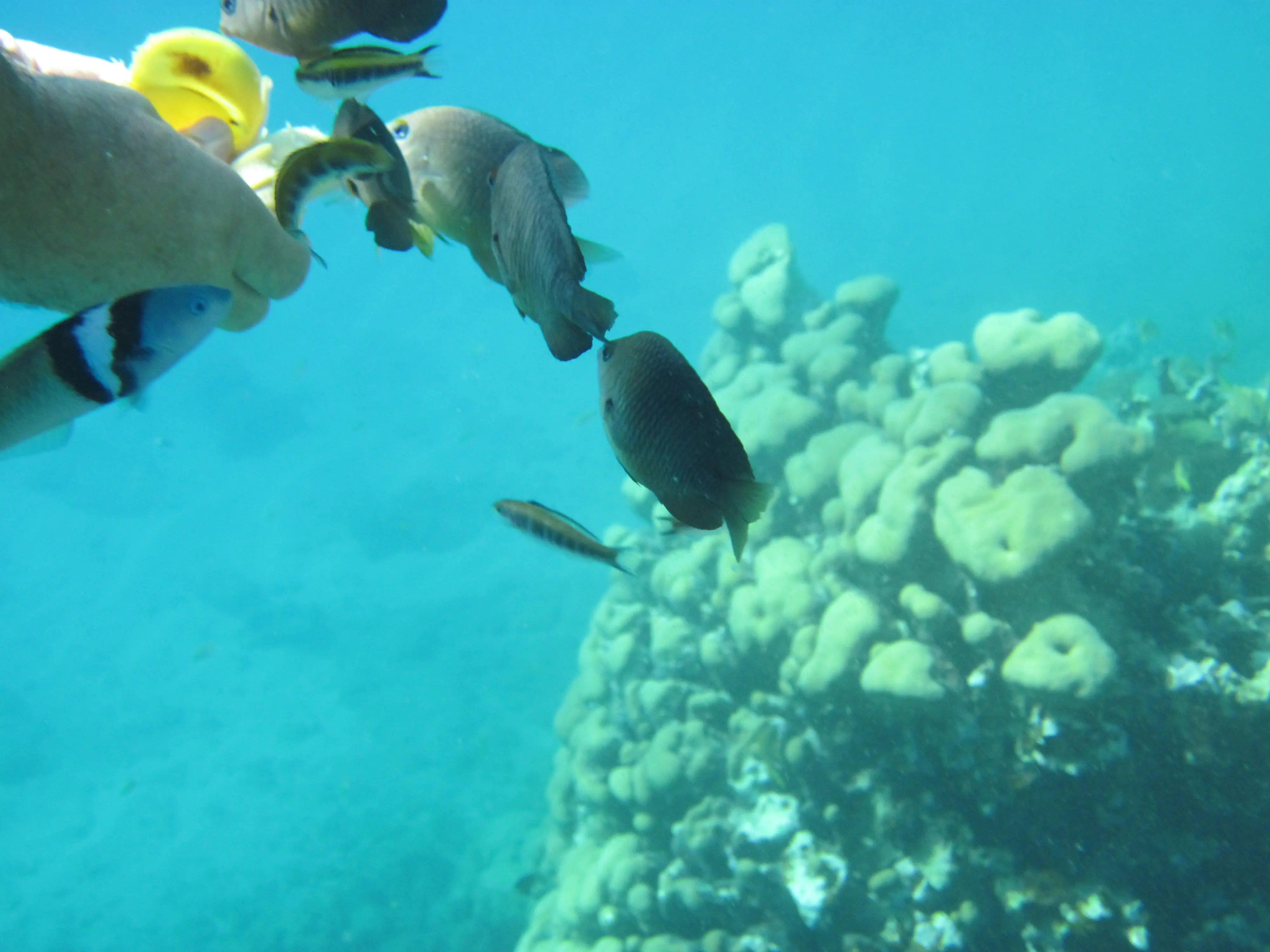 Tropical fish gathering around coral formations at Sosúa snorkelling site