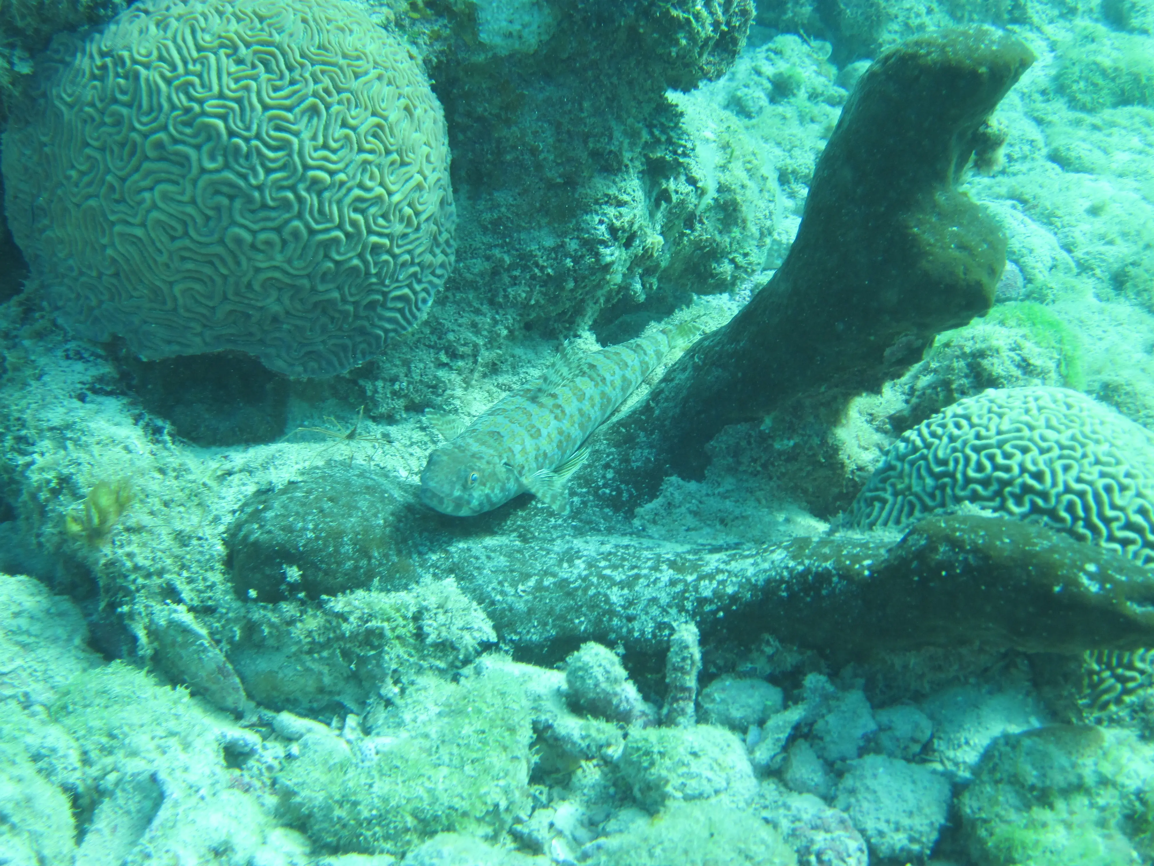 Reef fish resting between brain coral formations on the Sosúa reef bed