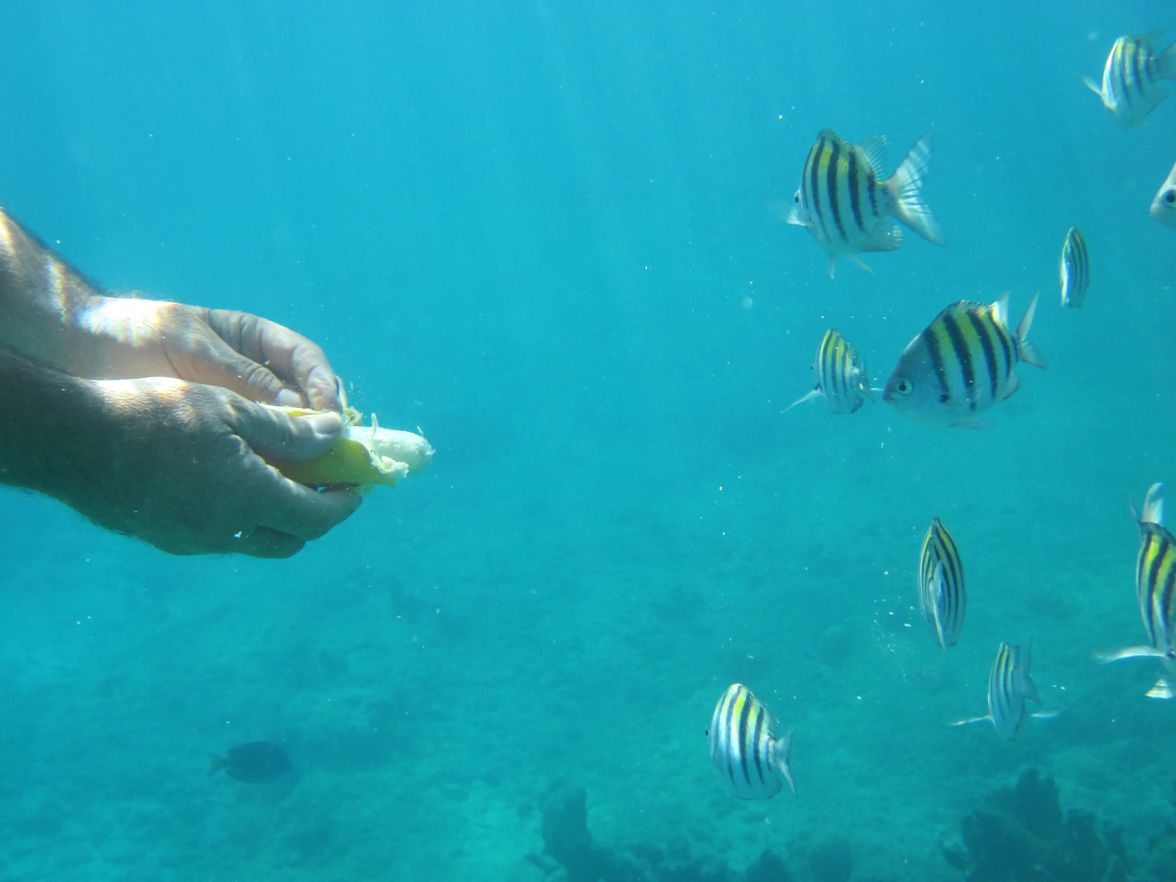 Hand feeding sergeant major fish underwater at Sosúa reef