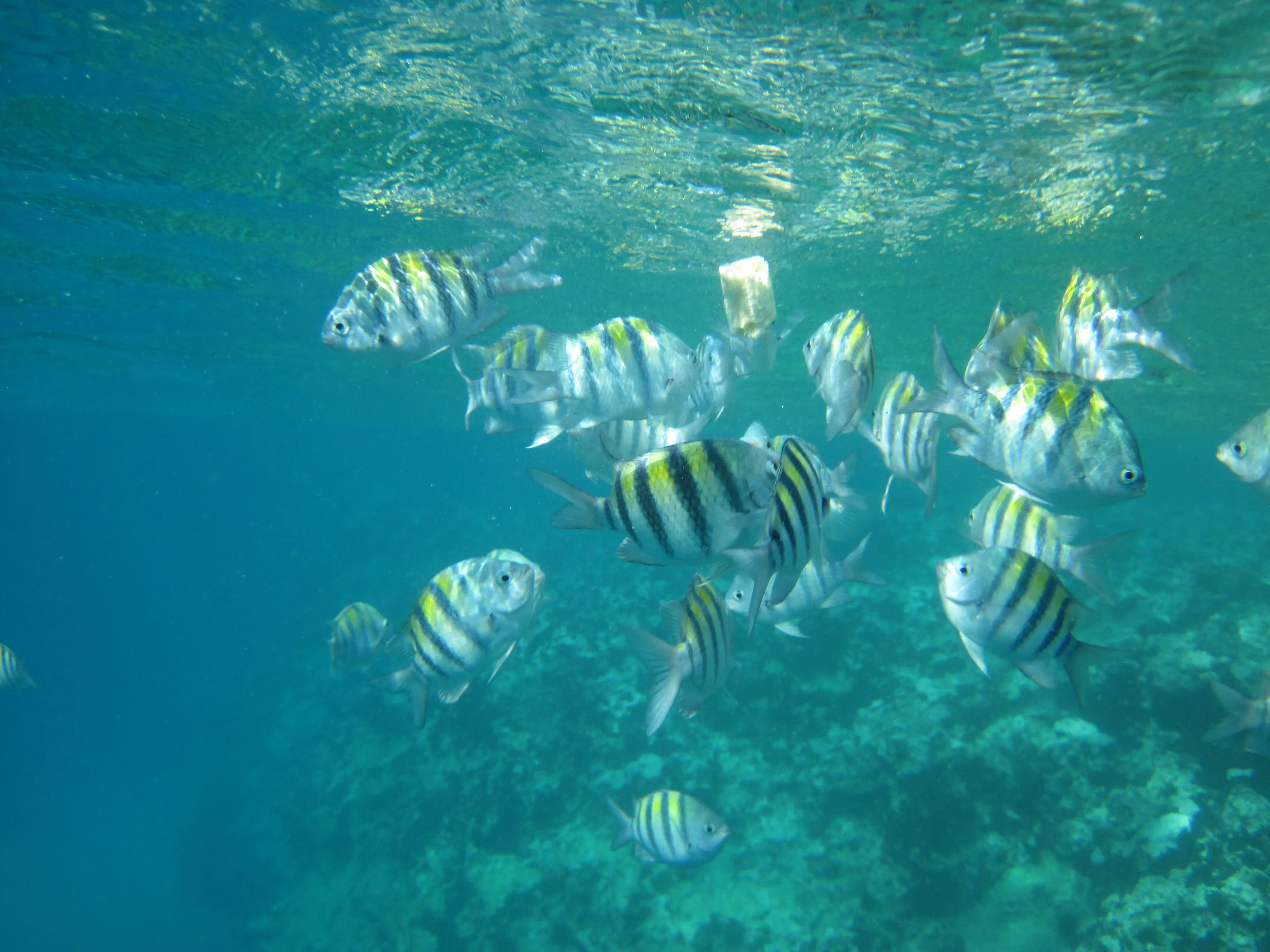 School of sergeant major fish swimming in turquoise water above Sosúa reef