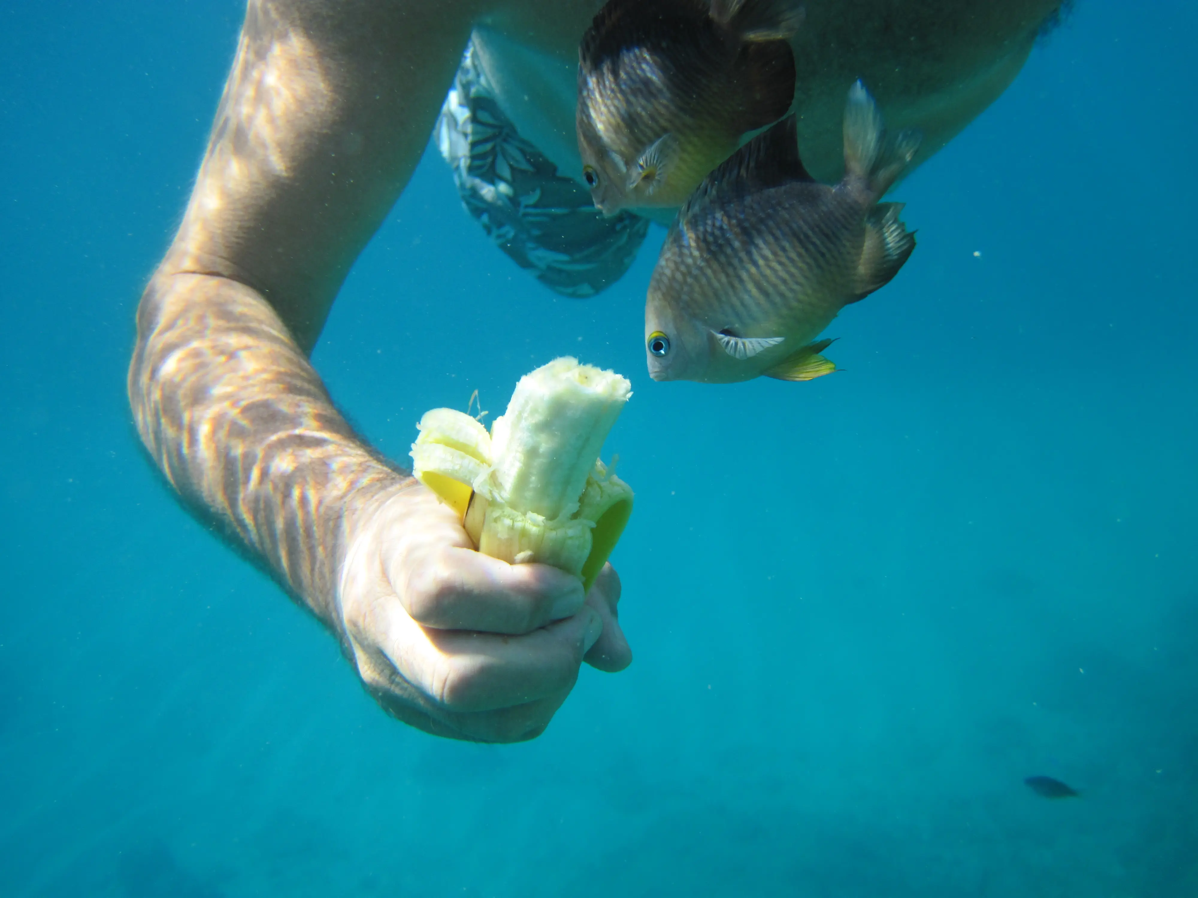 Snorkeller hand-feeding a curious fish face to face in crystal clear Sosúa water